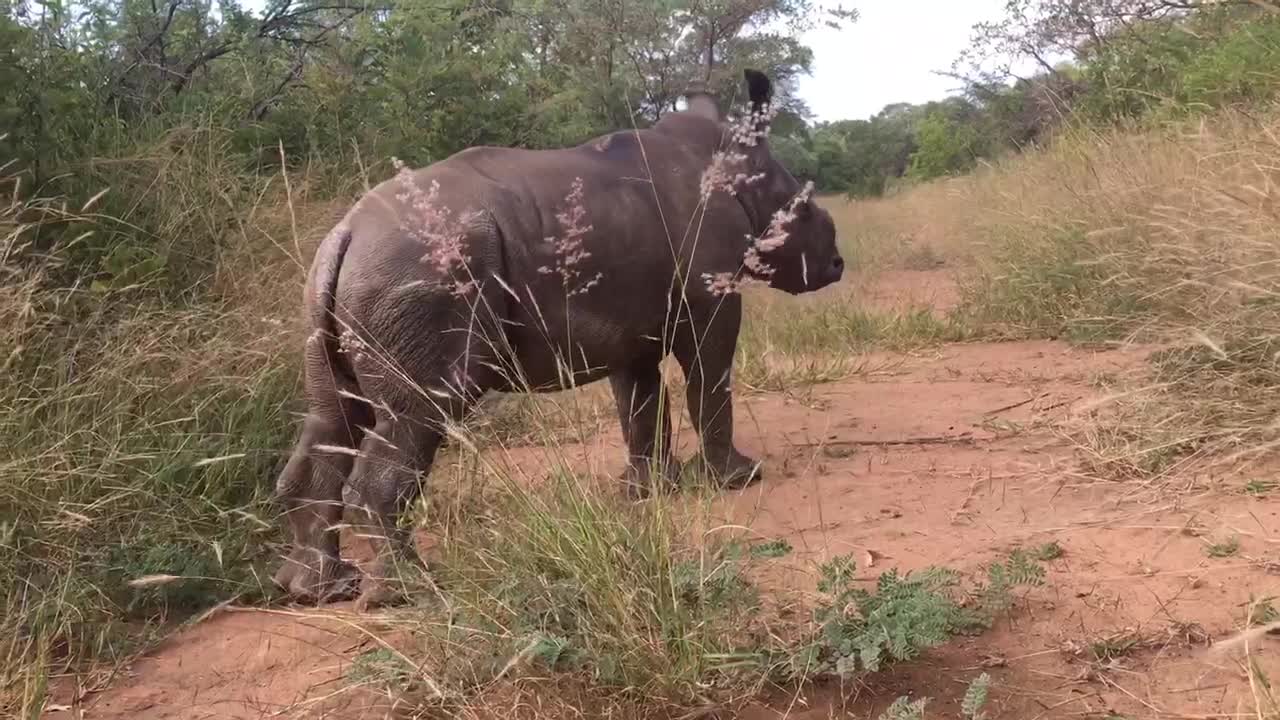 Baby Rhino Loves her Human