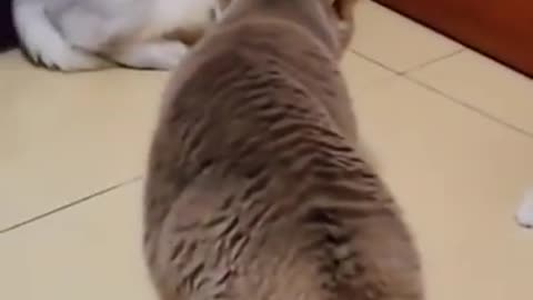 Funny cat video never mess with mother just laugh