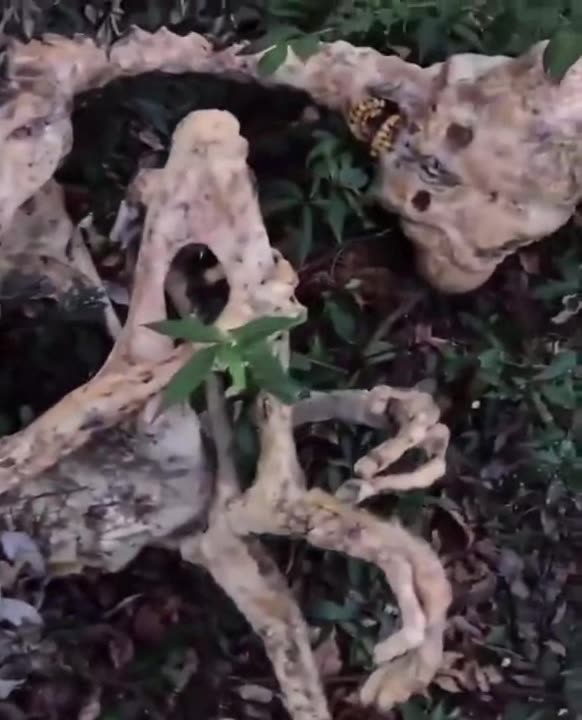 aliem.mp4 ~ Weird Dead Alien ?? Found UFO UAV Creepy Paranormal #alien #paranormal #aliens #creepy