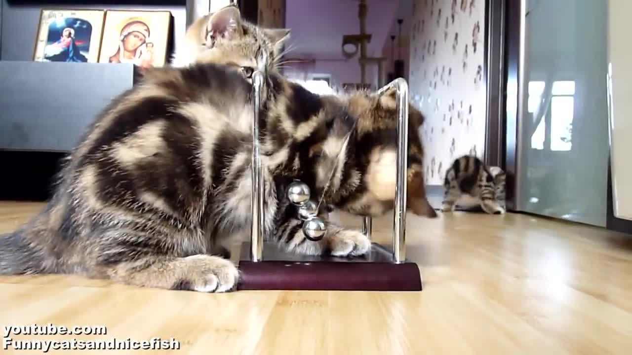 Cute and funny Kittens learn physics