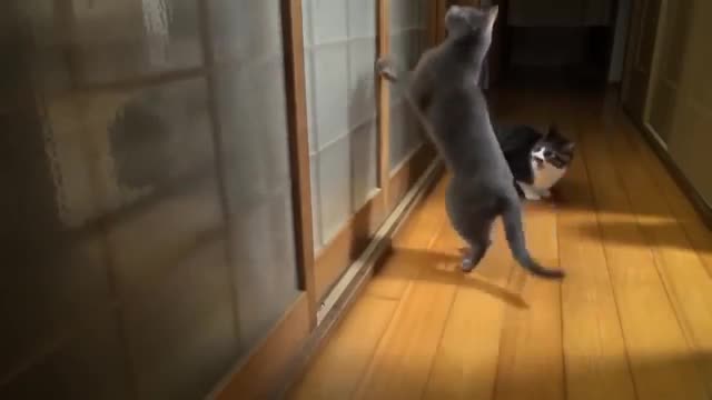 Fun with animals !!!