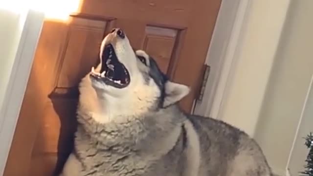 Dog singing video