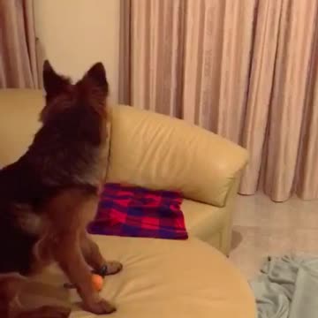7 months gsd playing What the fluff challenge