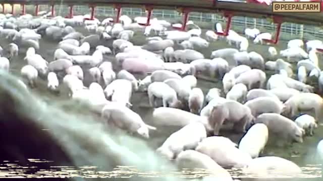 Piglet Rescue