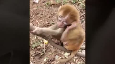 Cute monkey baby