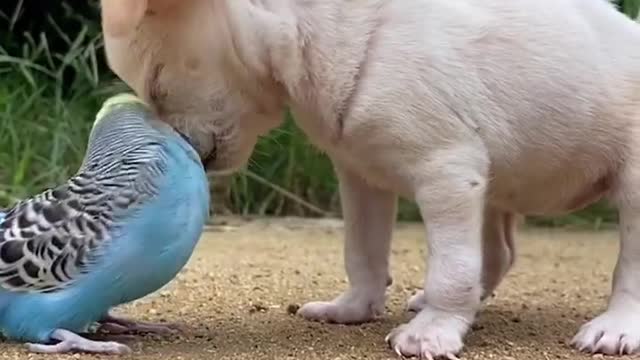 Pet dog and pet parrot