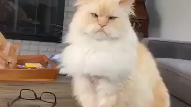 Cat can explain people