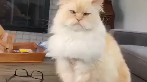 Cat can explain people