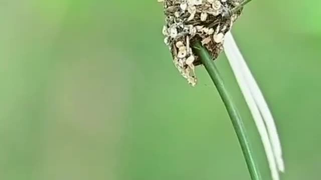 A father's love is like a mountain - Shou banded bird dads raise their chicks