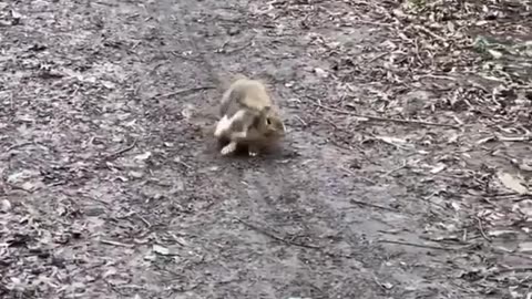 🐇🐿
