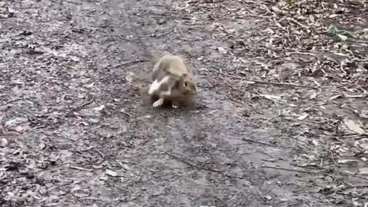 🐇🐿