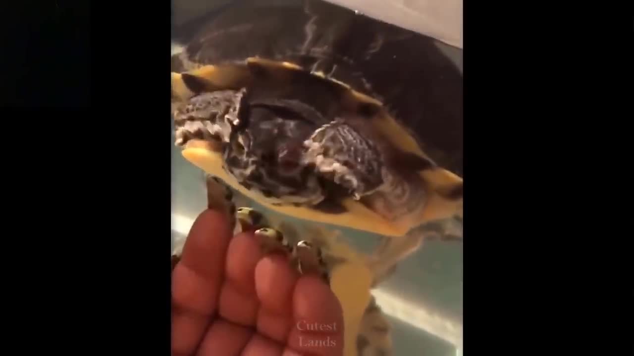 cute and funny animals viral videos