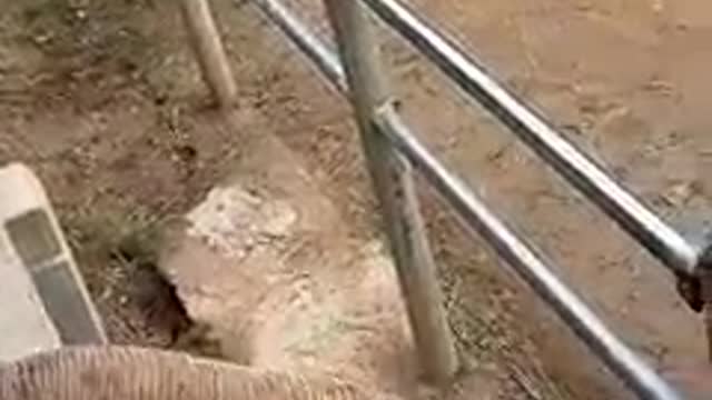 This elephant was up to the... tusk 🐘