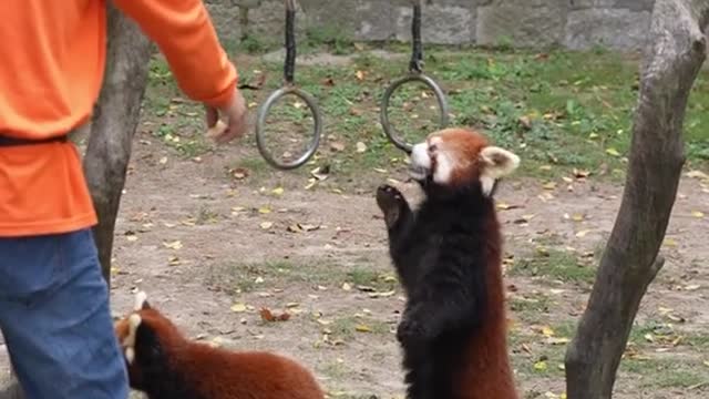 The red panda