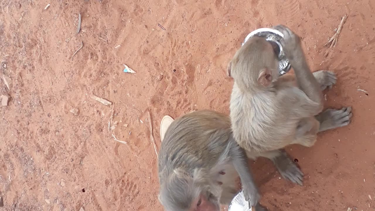 Monkey in hungry in forest 😳🥺 #monkey #forest #enjoy #animallover