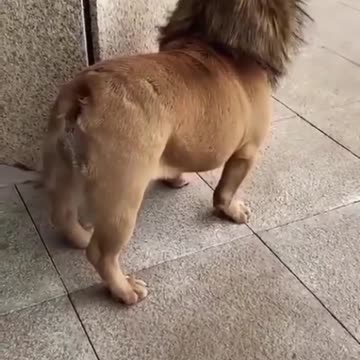 Funny dog video | dog looks like a lion