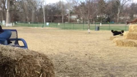 Brown dog tackles black dog on hay bale at dog park