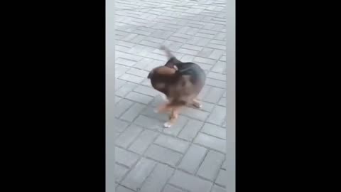 Dog Fails Funny