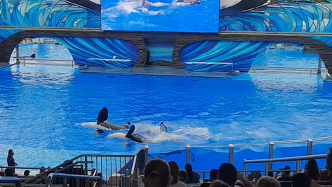 Sea world