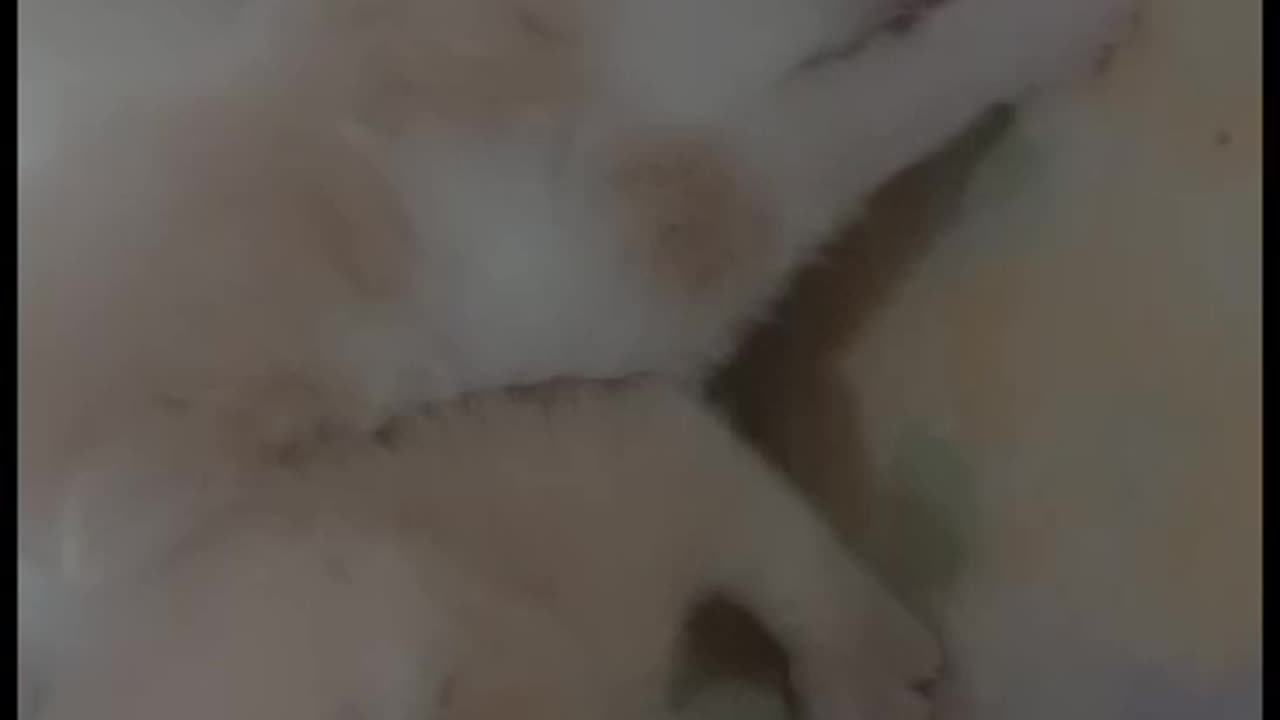 kittens open their eyes in first dY