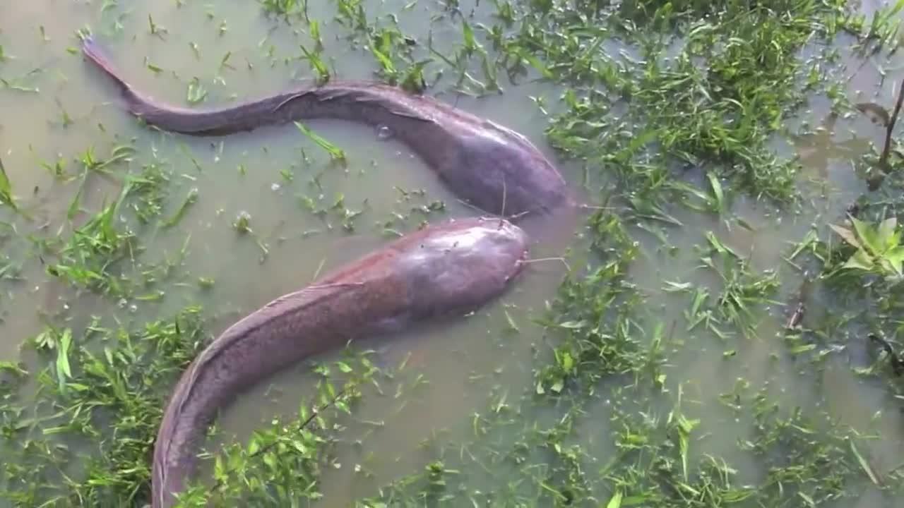 the big African catfish