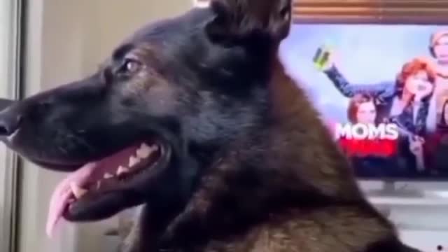 Former police dog