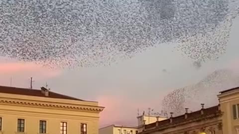 See what ballet the birds do.(listen to it out loud)