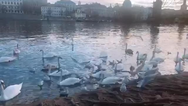 In the afternoon, I have a drowsy swan swim.