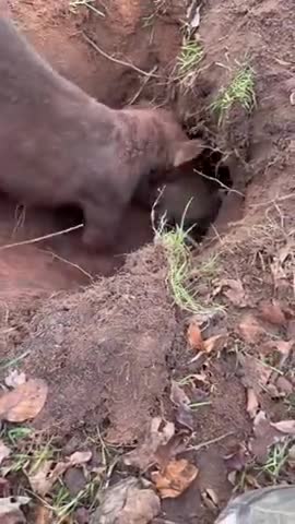 Dogs funny vs rabite