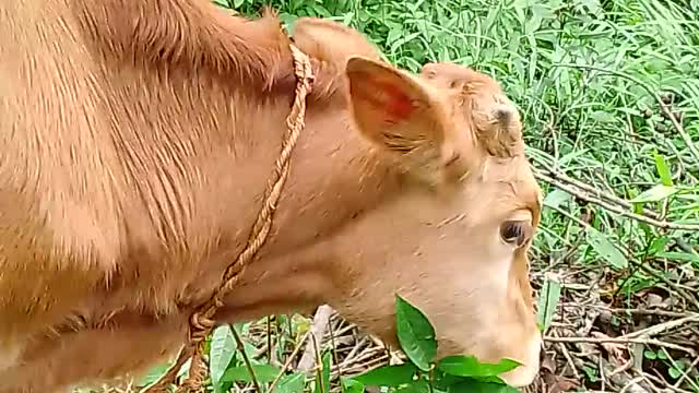 Cows in village