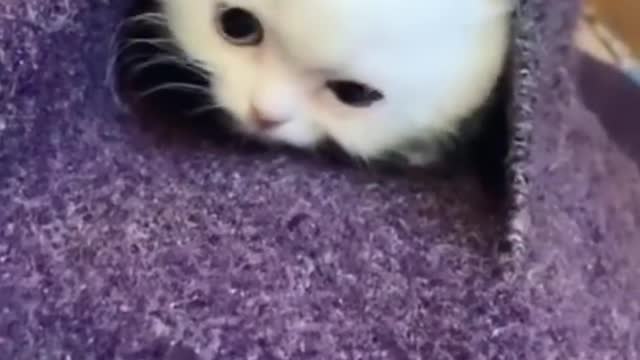 OMG So Cute ♥ Best Funny Cat Videos 2021