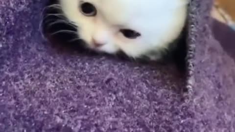 OMG So Cute ♥ Best Funny Cat Videos 2021