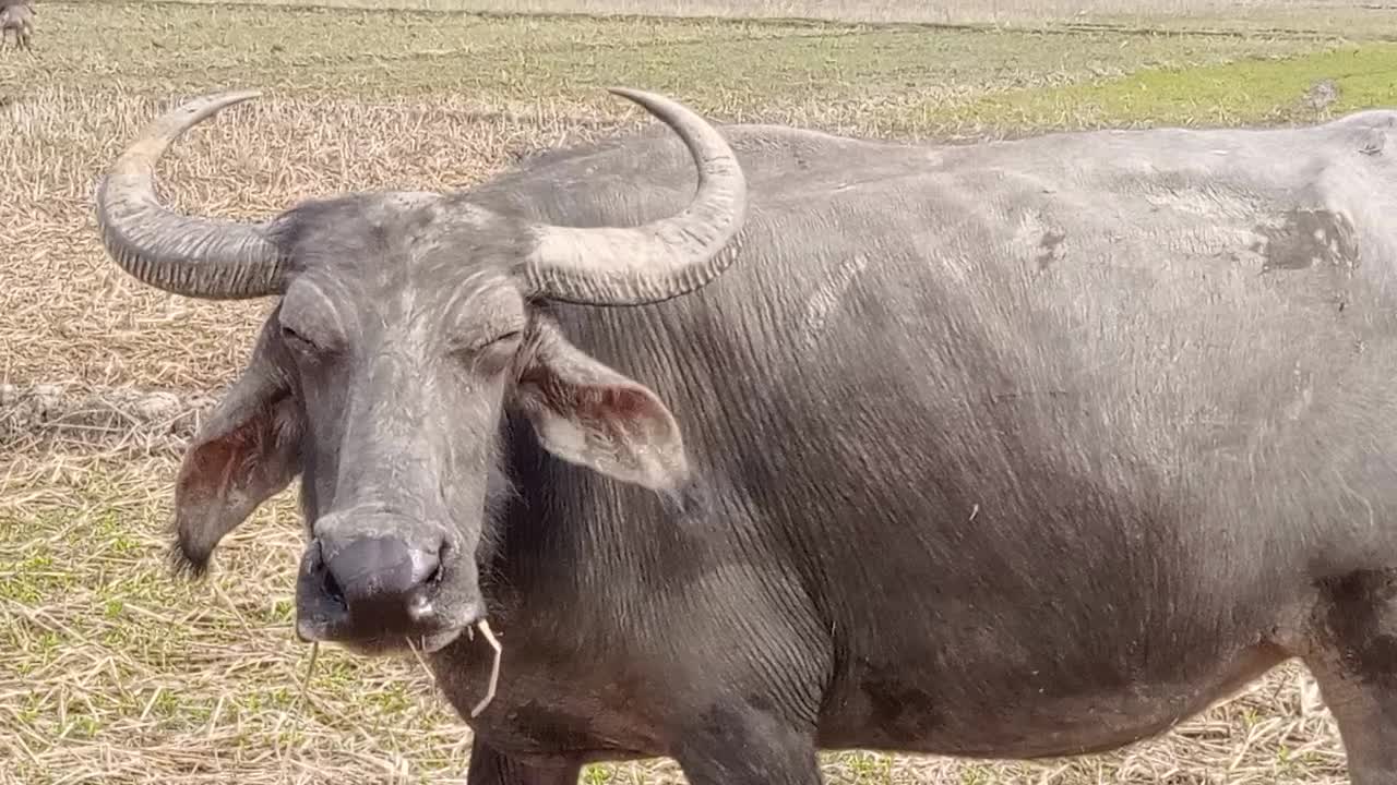 Buffalo eating Grass in Fadi fild | animals of India