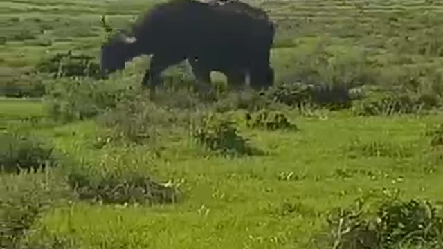 When a rhino and a buffalo go head-to-head, an earth-shaking encounter erupts!