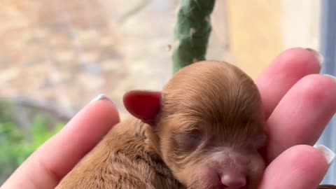 Adorable Newborn Pomeranian Puppy