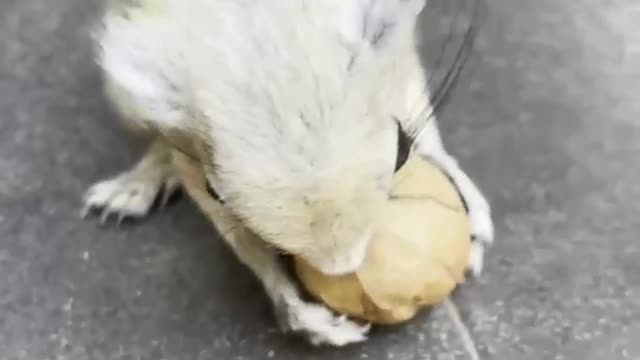 This squirrel has to fight for food