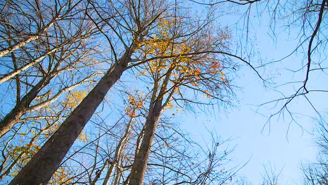 Inertia Films: Fall Stock Footage