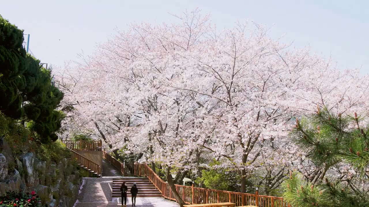 [MARY NOONA] 1 Minute Relaxation Video in Seoul, Korea