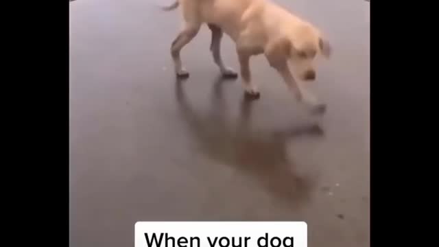 Funniest animals of 2021