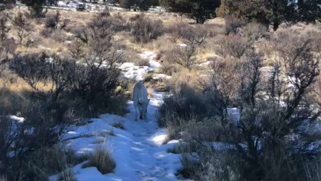 High desert in central Oregon with my dog