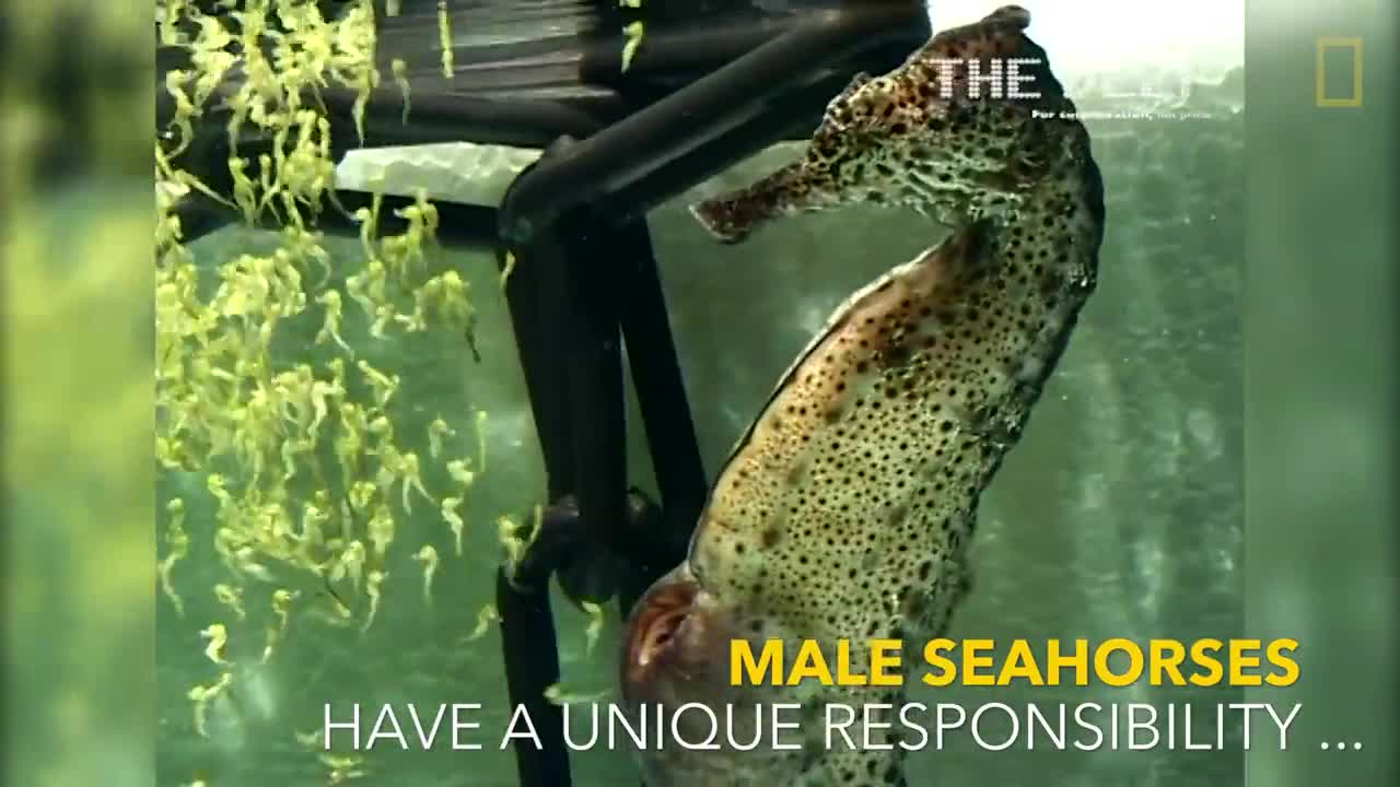 seahorse giving birth is amazing