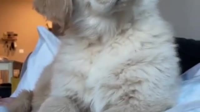 a cute dog fear something and react