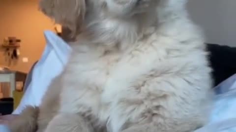 a cute dog fear something and react