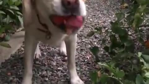 Dog picking and eating a tomato from the garden