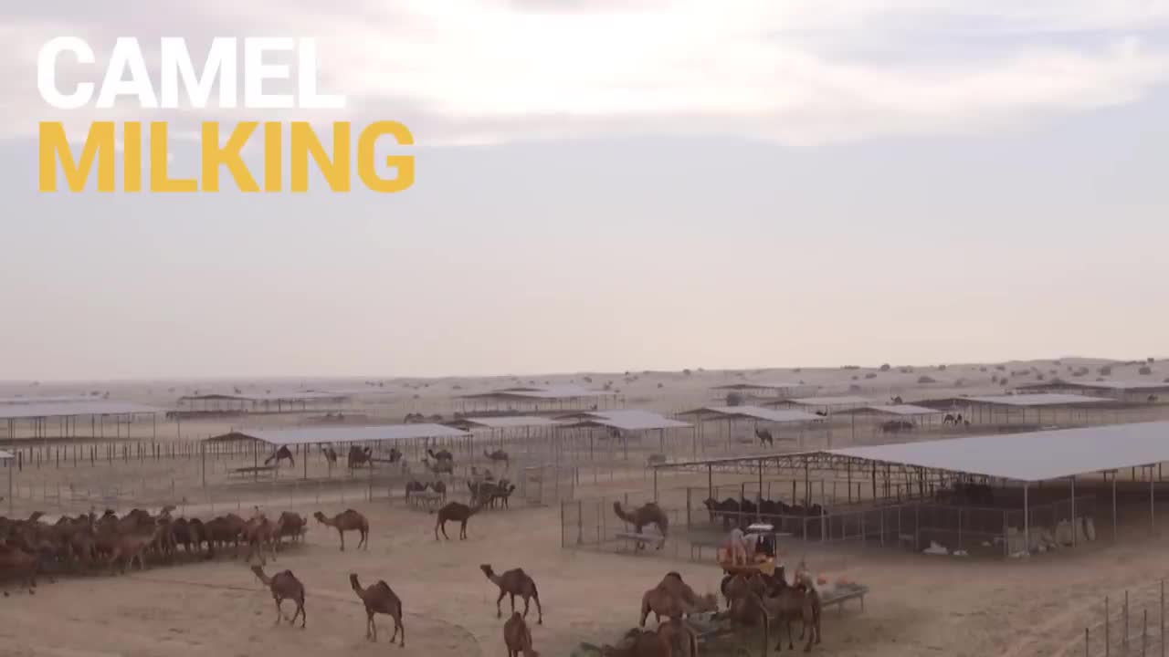 Learn Modern Camel Farming