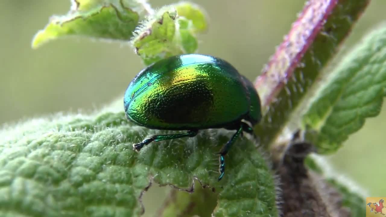 Deep look into the nature . Green bittle in the grass .