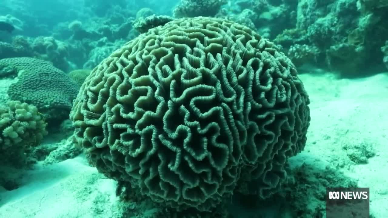 UN wants Reef to be put on heritage 'in danger' list _ ABC News