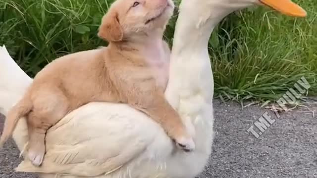 Самое милое видео на сегодня