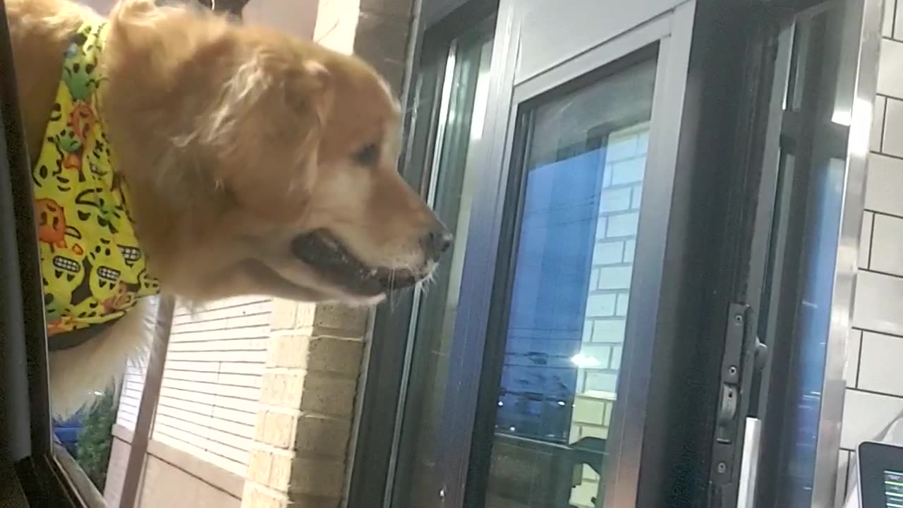 Dog Gets a Drive-Thru Treat