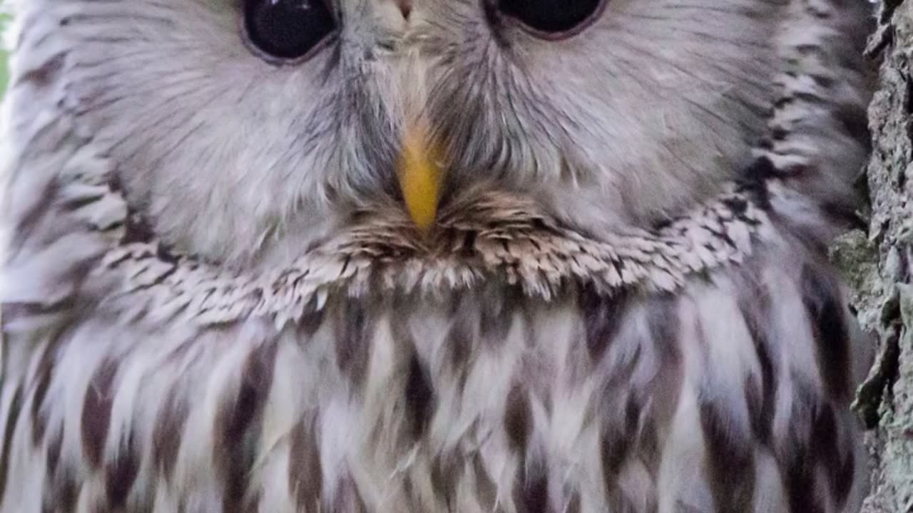 Owl: Fascinating Facts